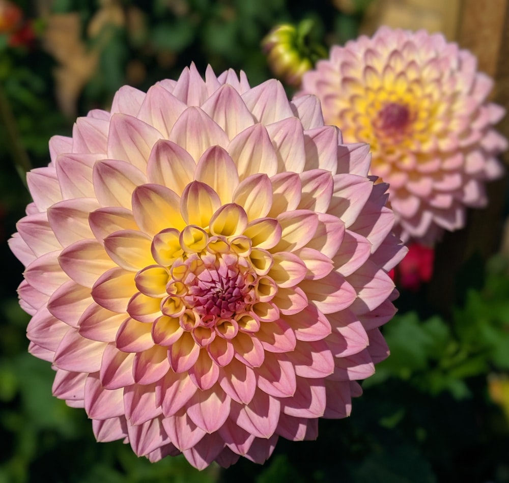 pink-and-yellow flowers