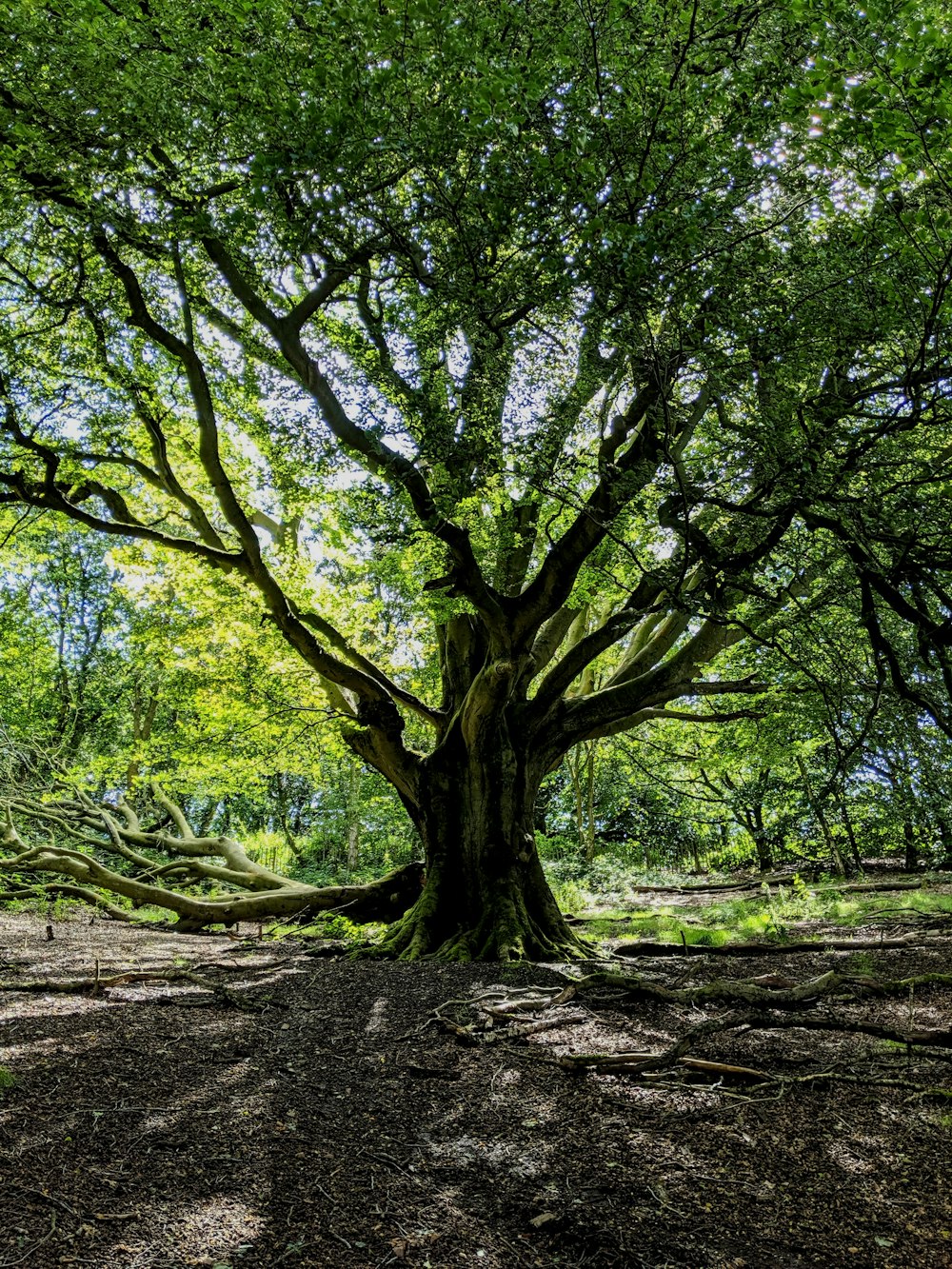 tall tree at daytime