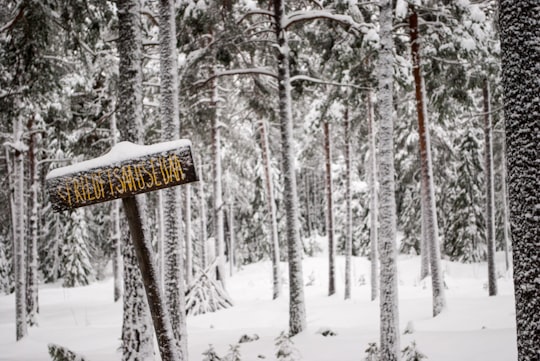 wooden signage in a snowy forest in Sundsvall Sweden