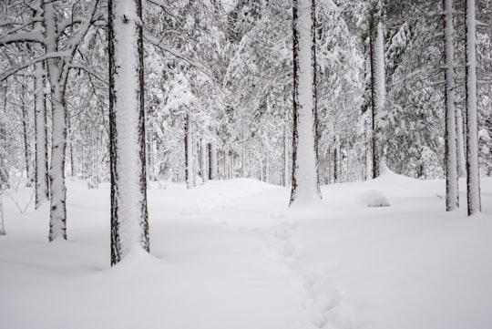 landscape photography of a snow-covered forest in Sundsvall Sweden