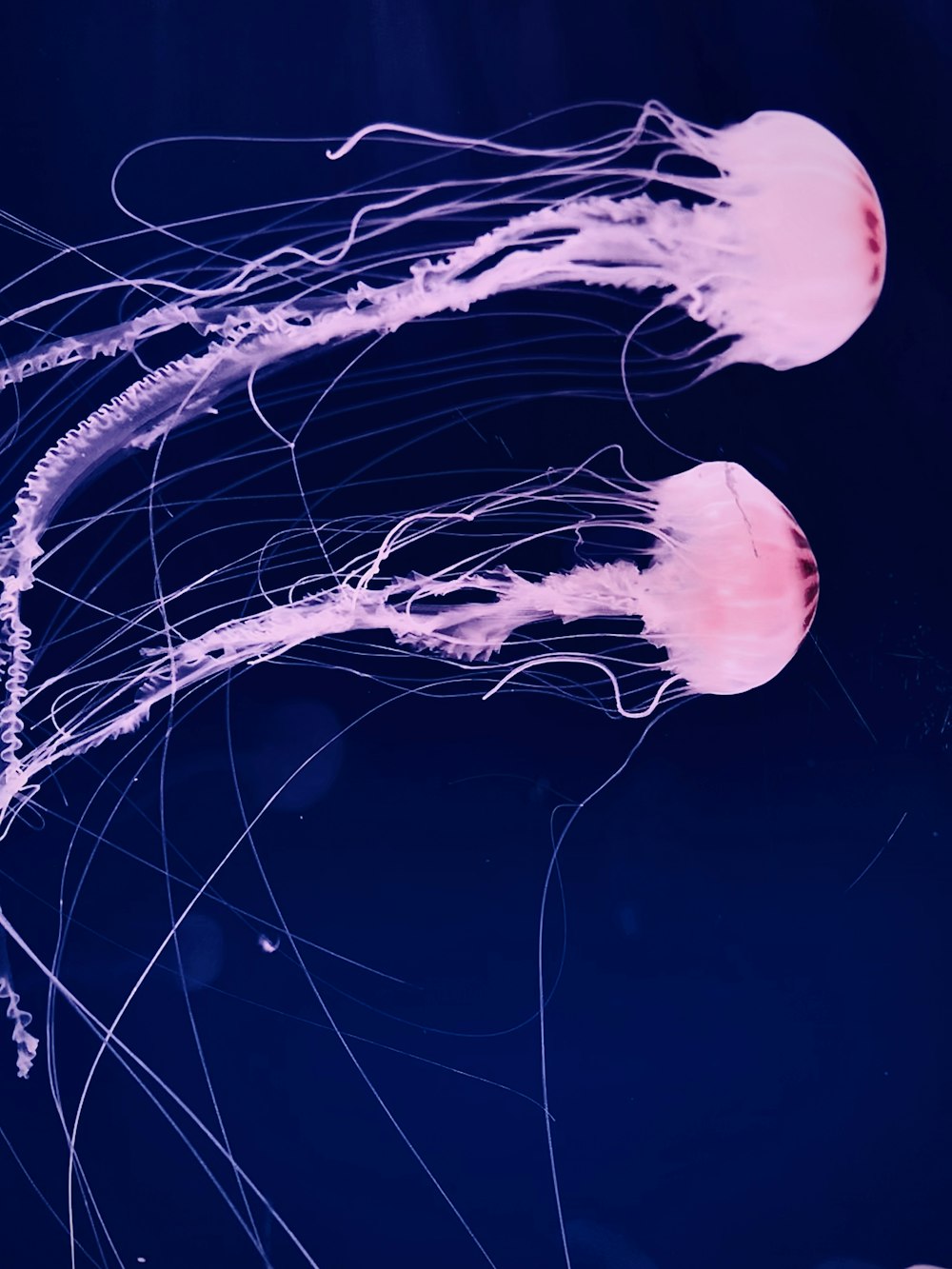 two pink jellyfish underwater