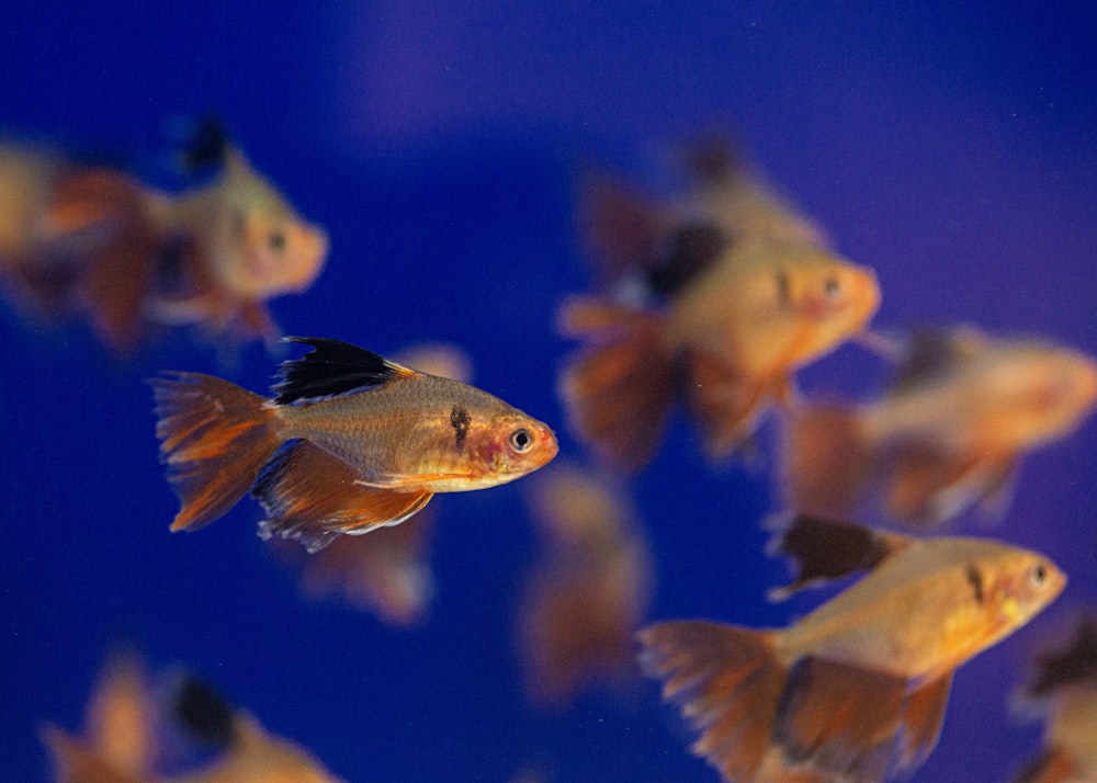 focus photography of a brown and silver guppy
