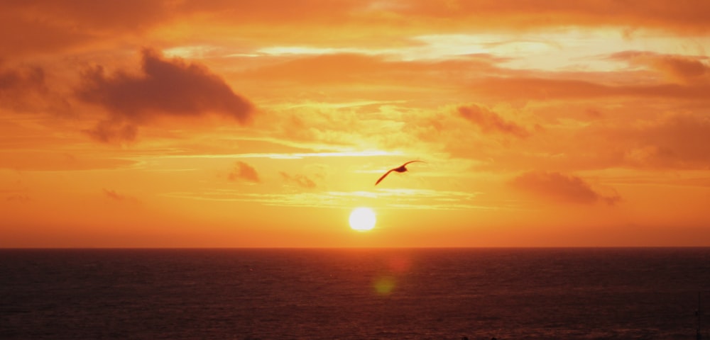 body of water and bird flying in the sky during sunrise