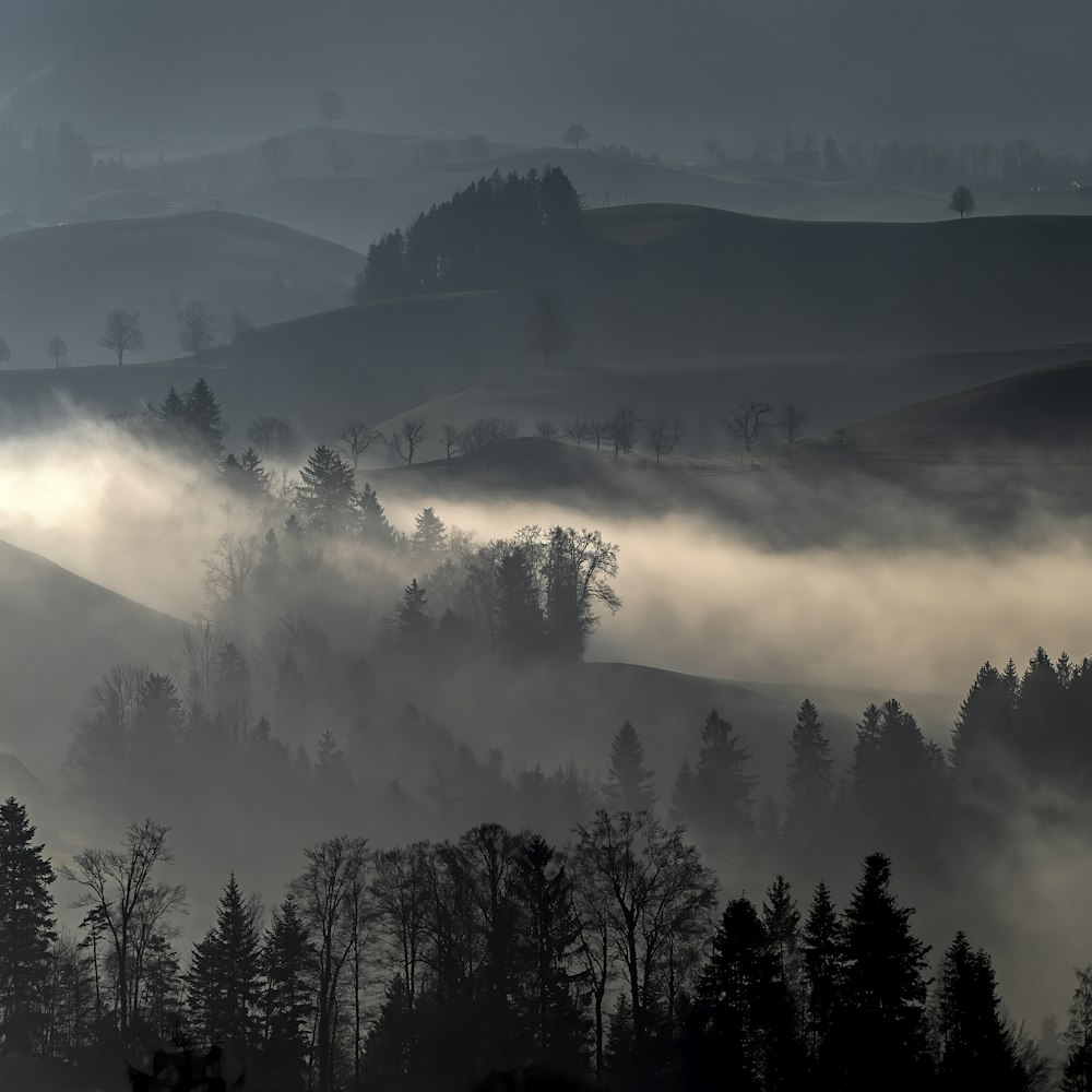 árboles y colinas con niebla