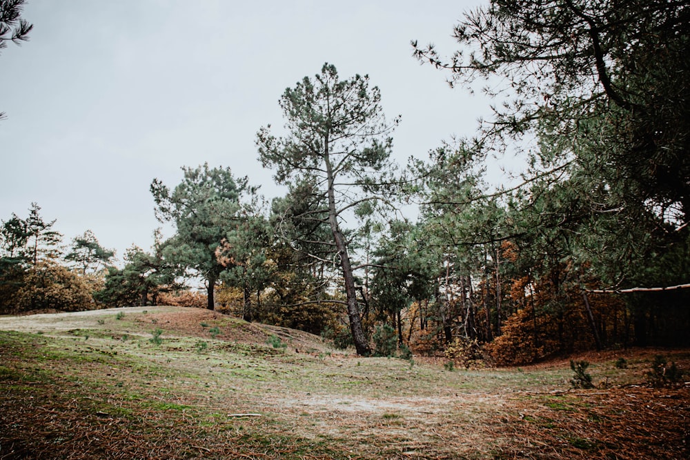 green-leafed trees