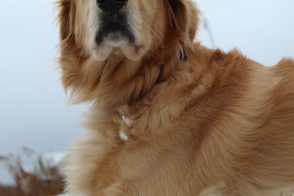 adult golden retriever