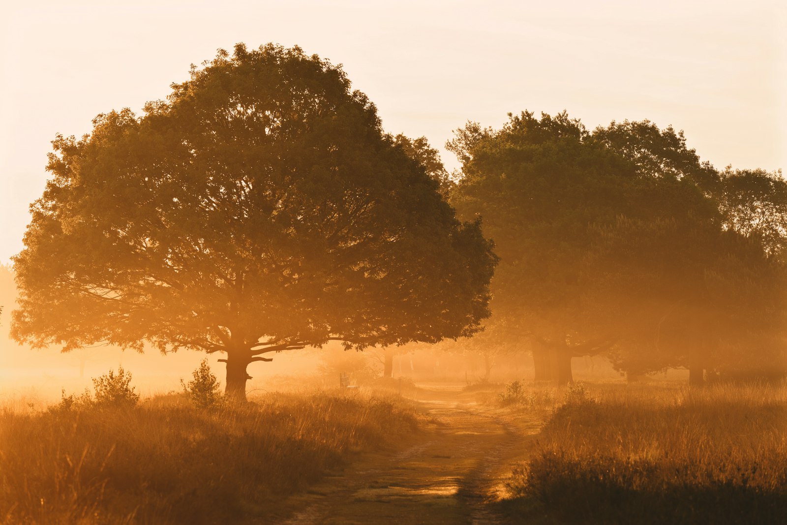 Sony a7 + Sony FE 70-200mm F4 G OSS sample photo. Silhouette of trees photography