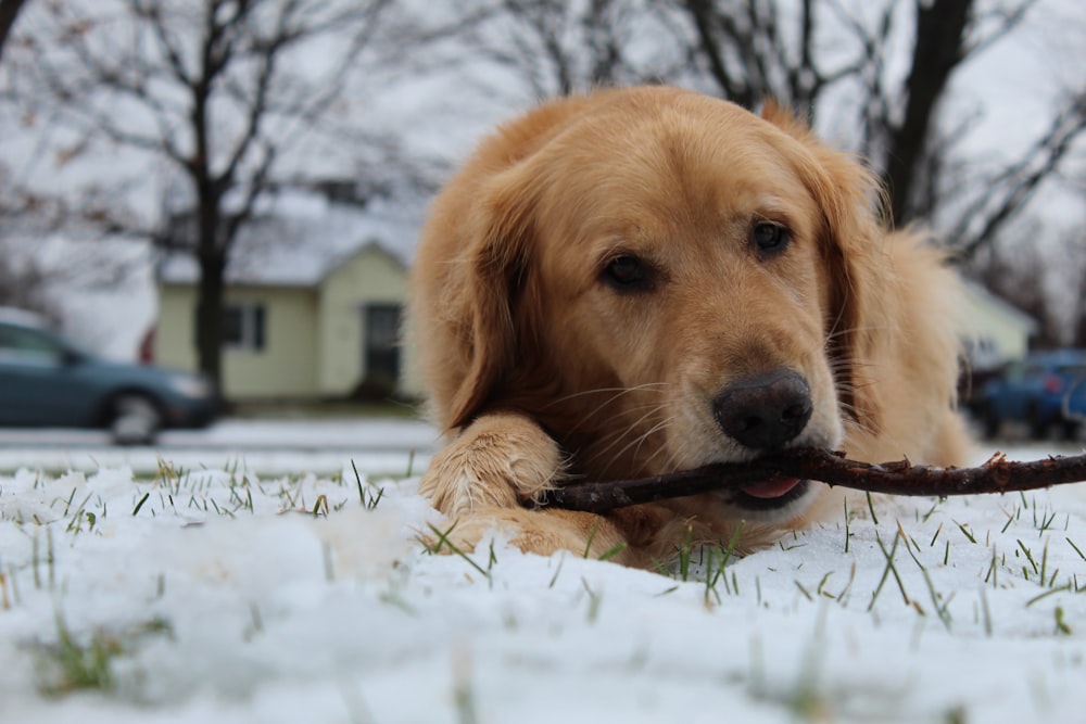 adult golden retriever with stick lying on snowfield