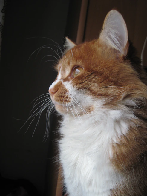 Close-up of a curious Maine Coon perched on a windowsill, gazing outside.