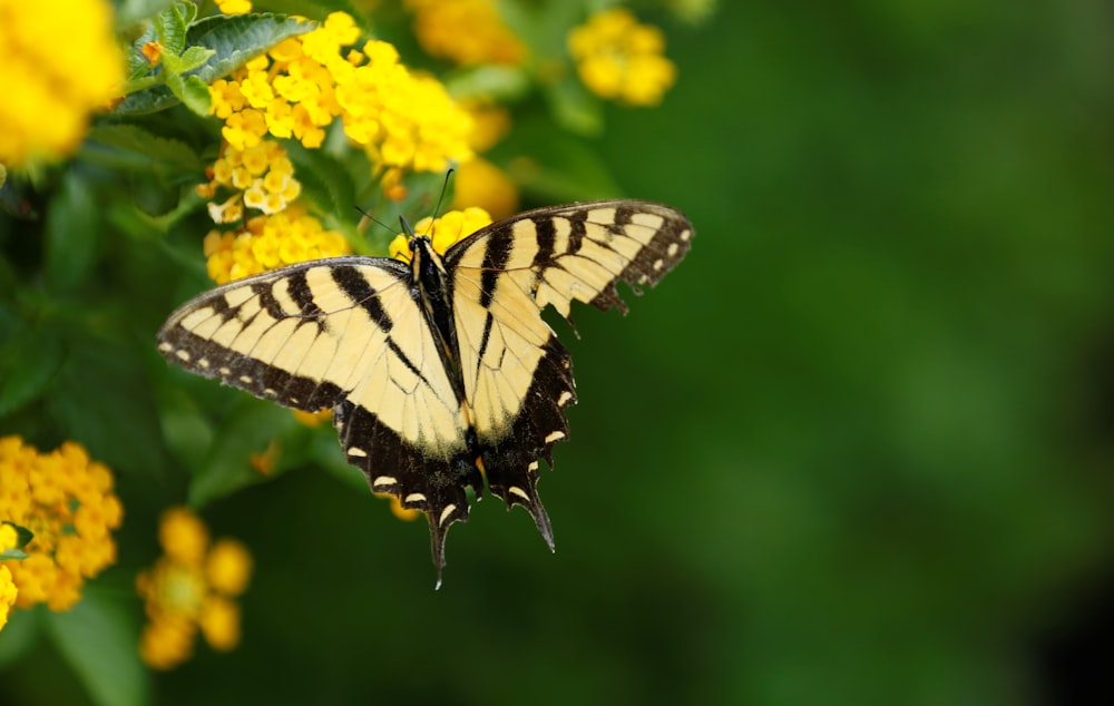 selected-focus of white and black butterfly in yellow flower