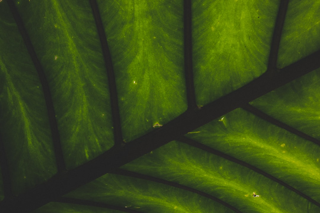 macro photography of green leaf