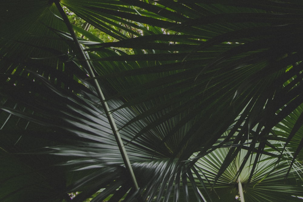 green-leafed plant