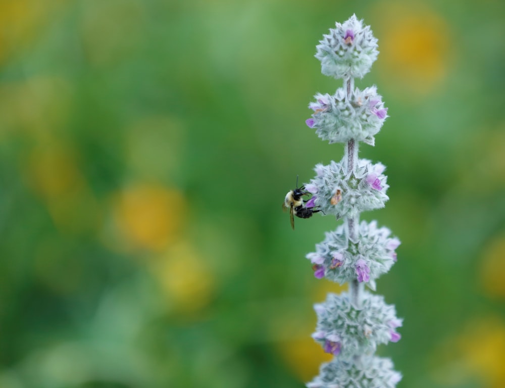 selective focus photography of bee perched on flower
