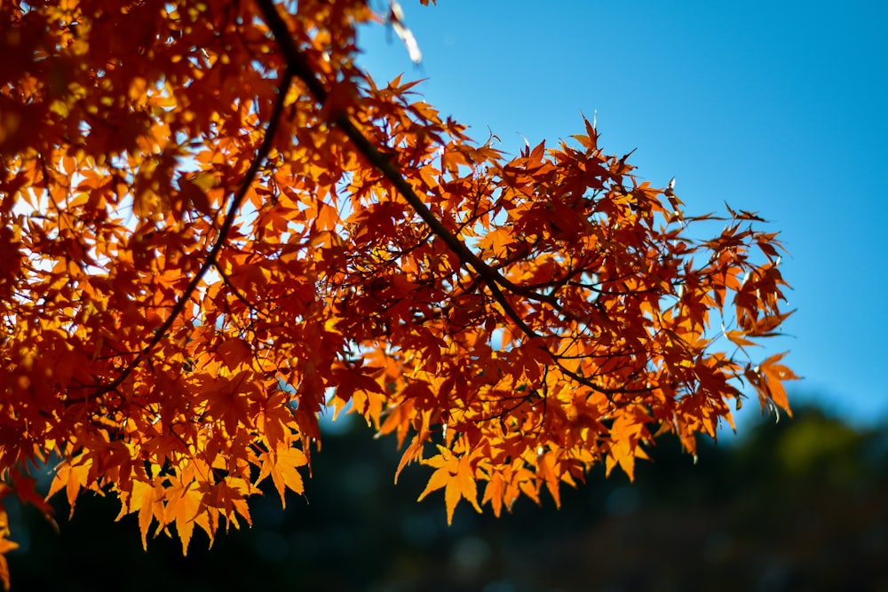 orange-leafed tree under a calm blue sky