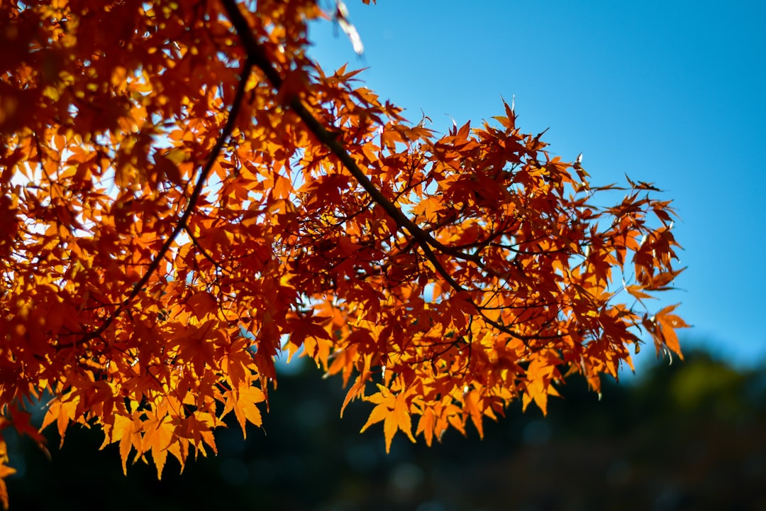 orange-leafed tree under a calm blue sky,