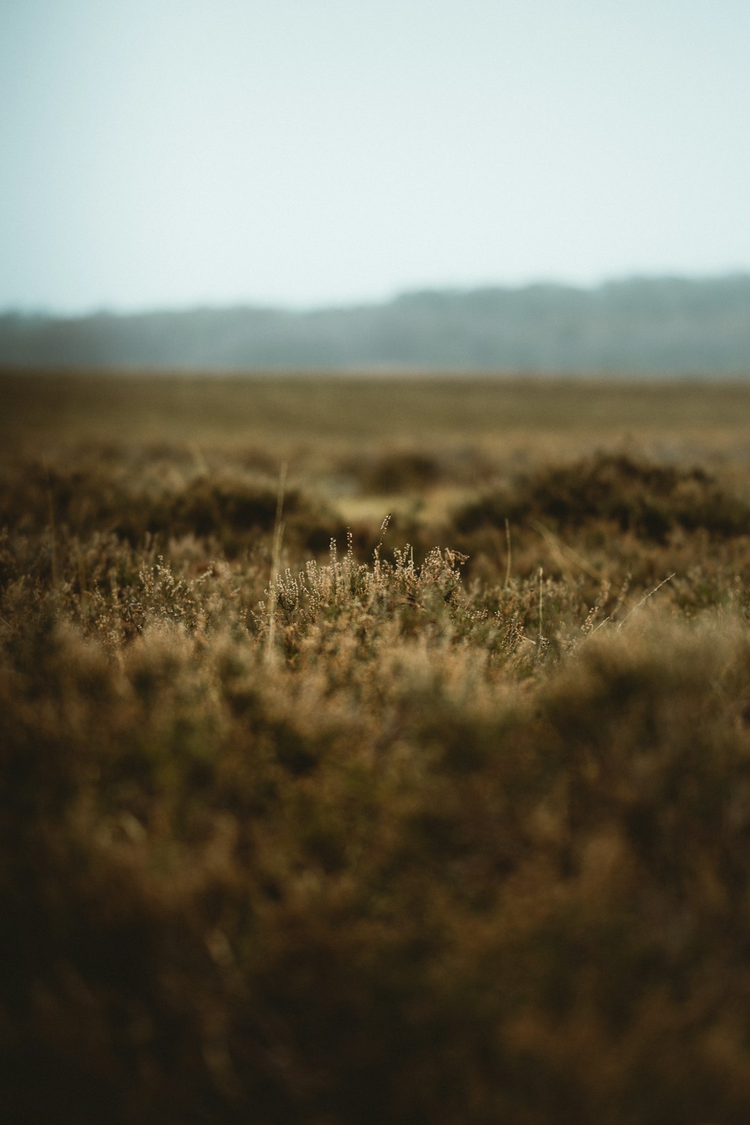 macro photography of plant field