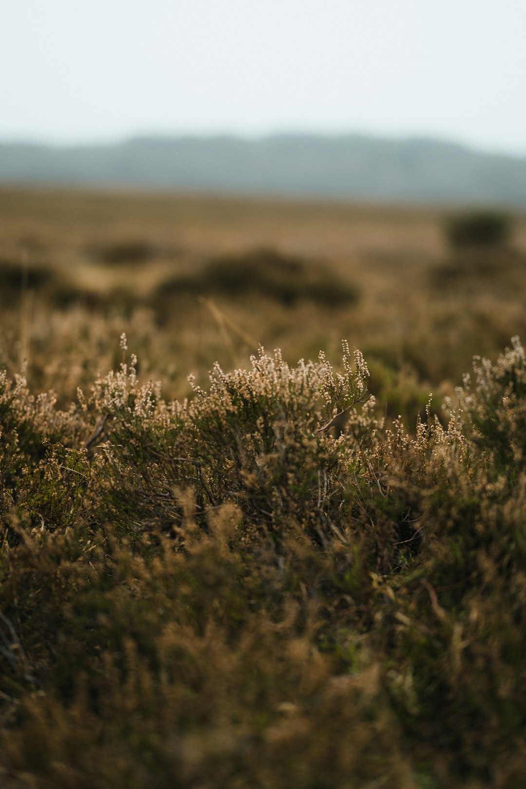 macro photography of green and brown plants during daytime