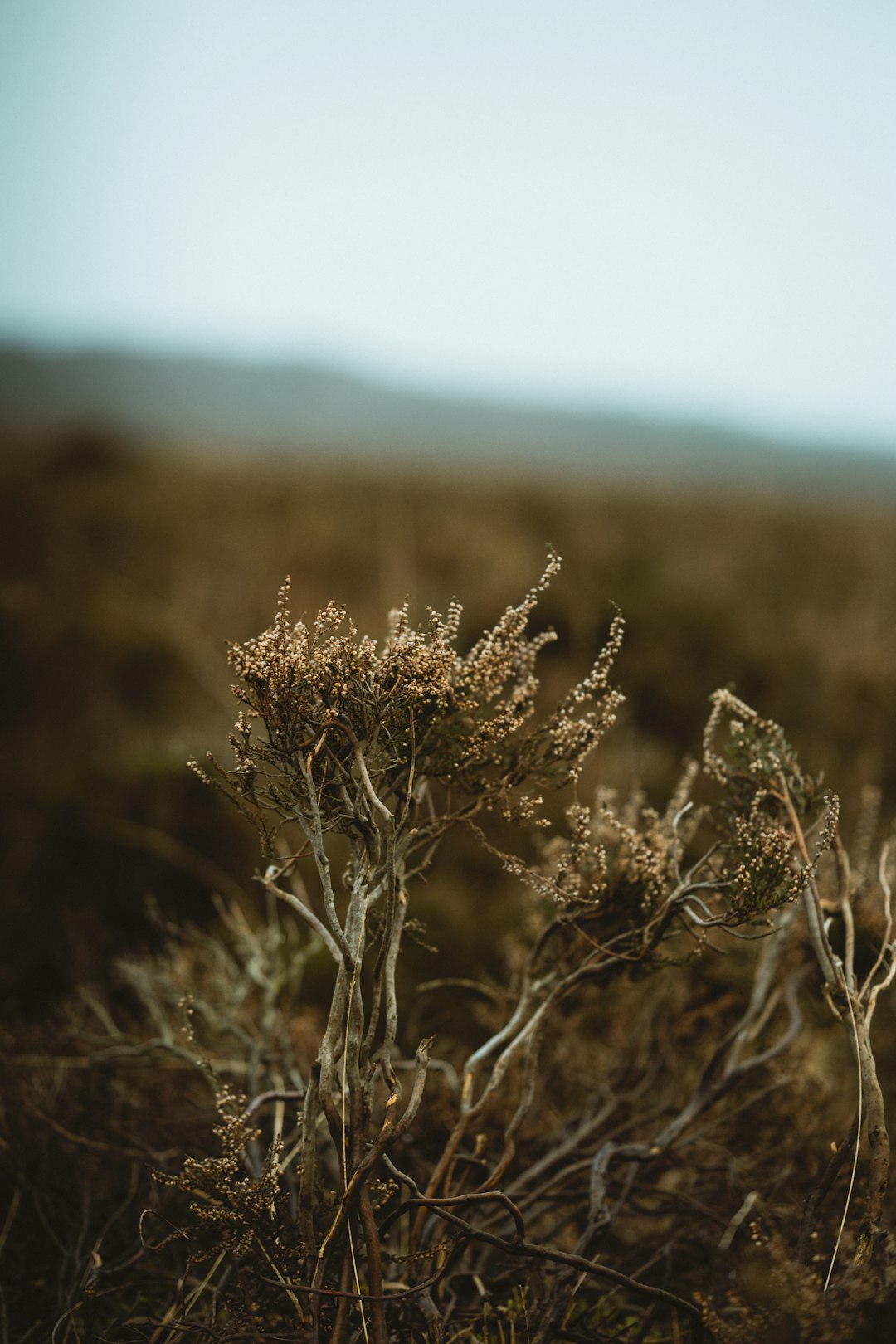 macro photography of brown plants