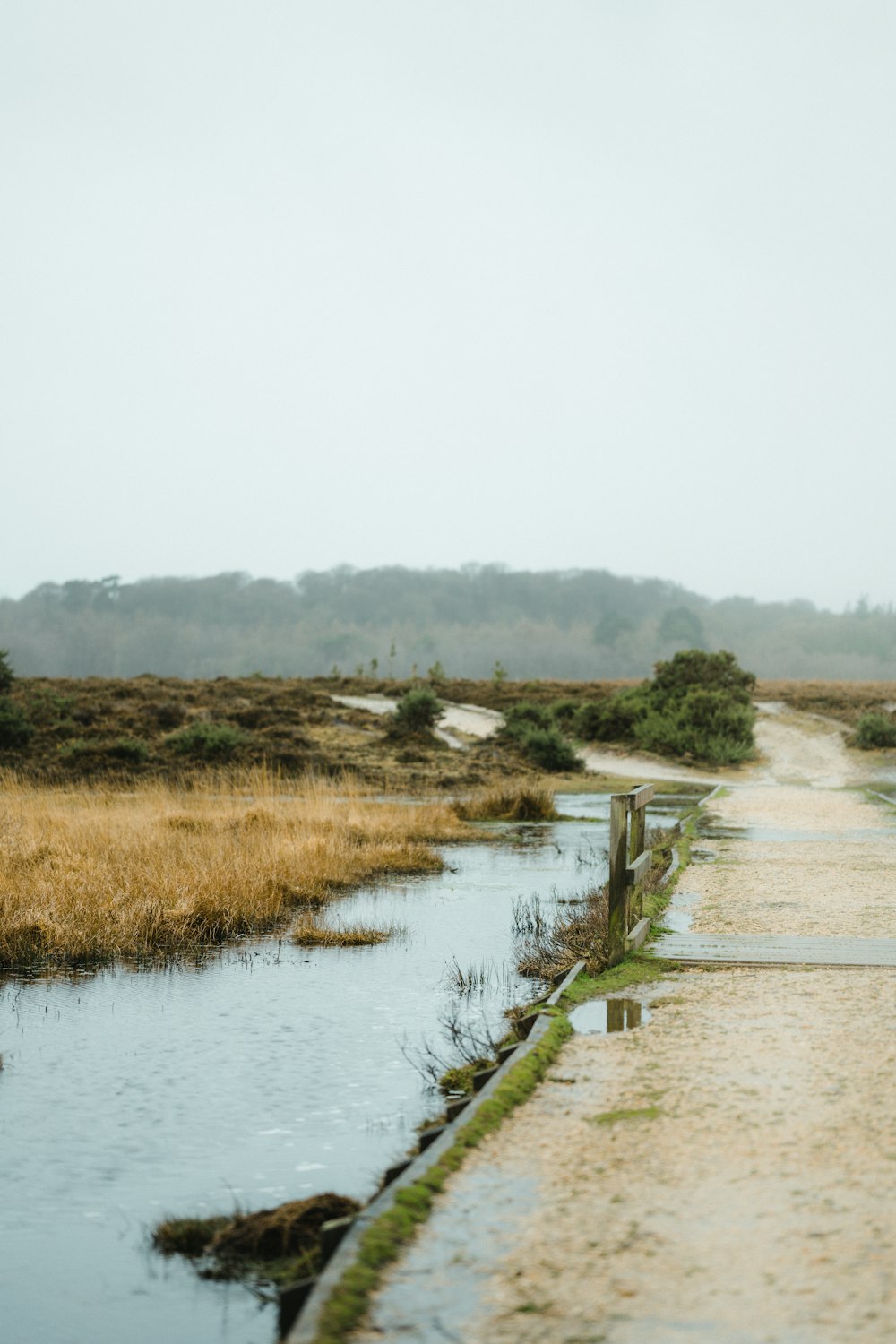 body of water with brown plants during daytime