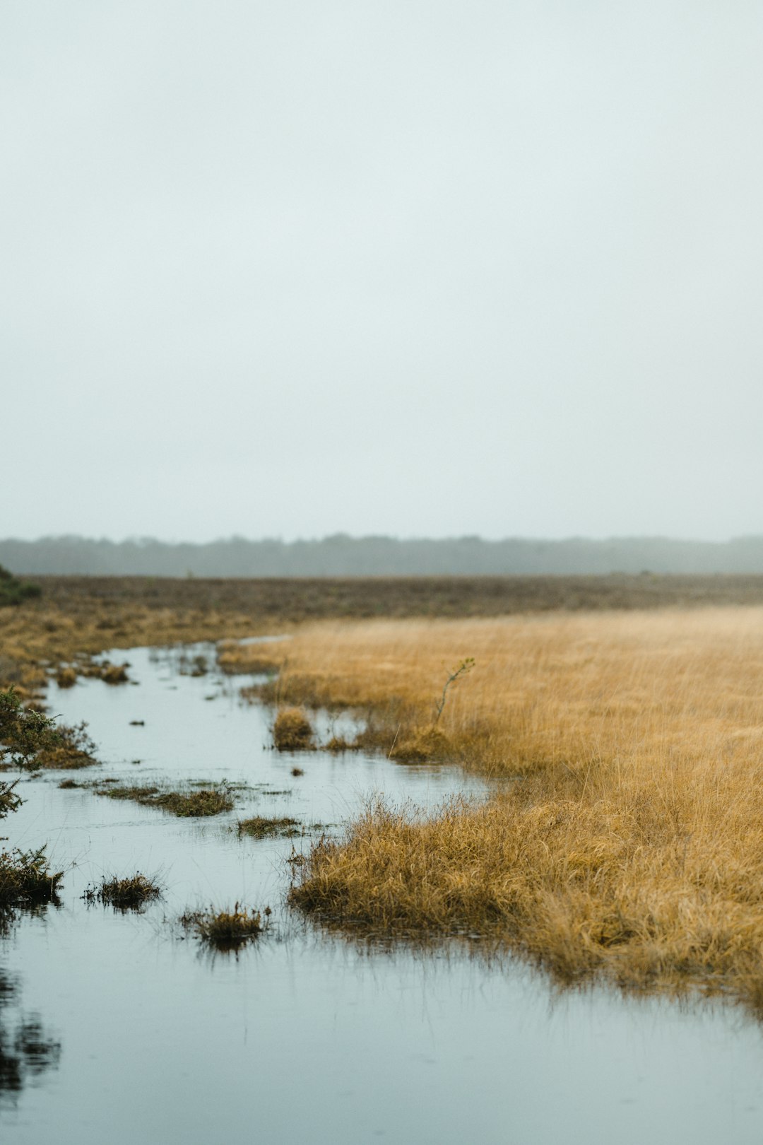 swamp under white sky