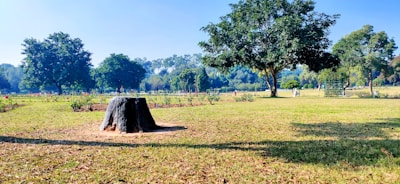 A clear, open yard with a freshly removed tree stump and green grass.