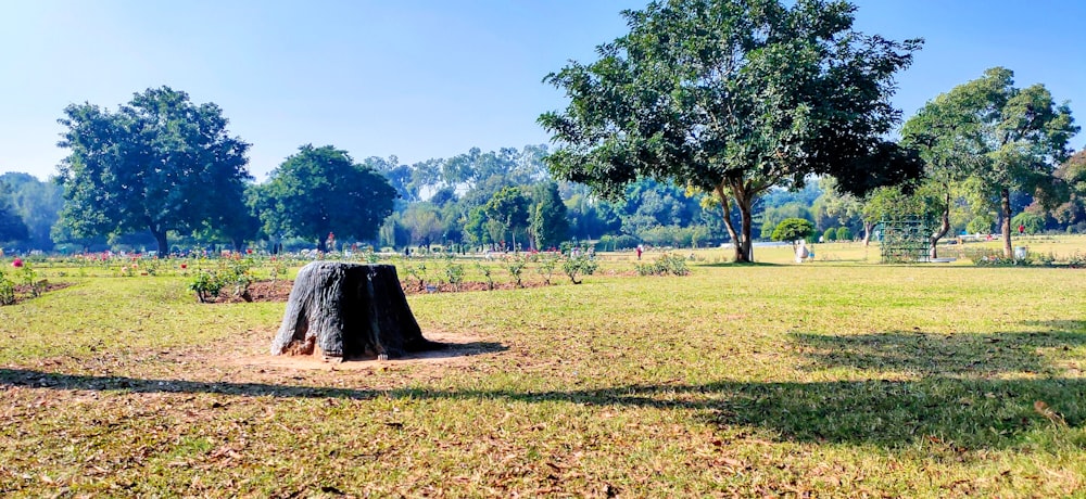 landscape photography of green pasture