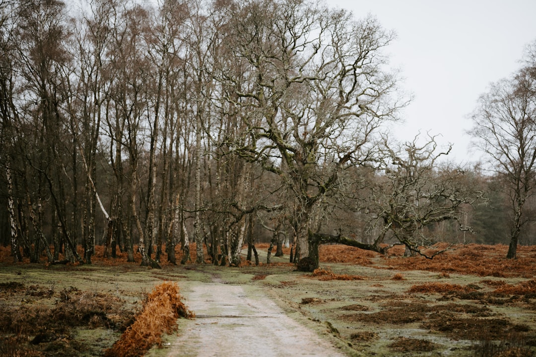 bare trees under white sky