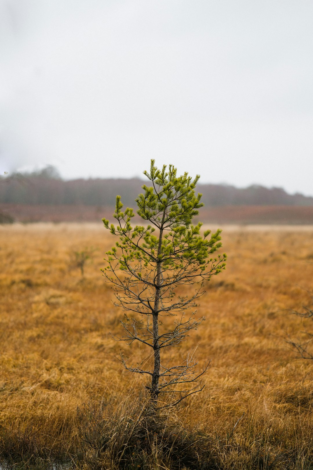 green tree on grassy field under white sky