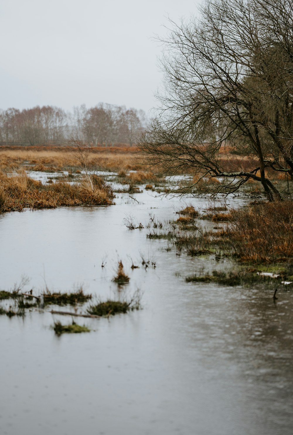 swamp and bare trees under white sky