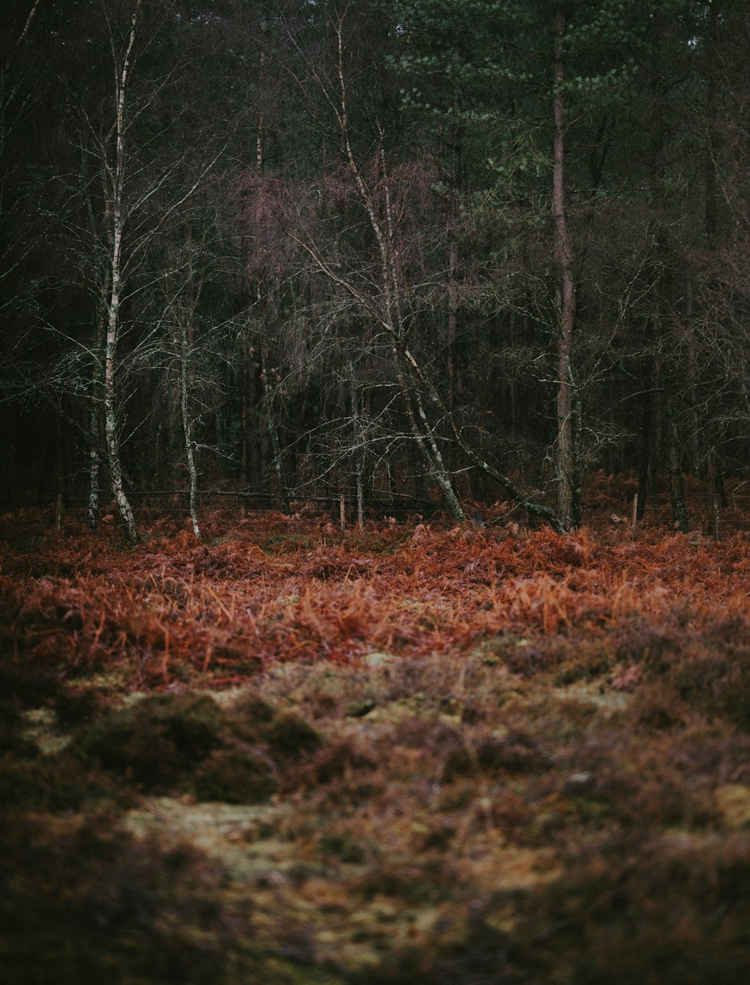 trees on grassy field