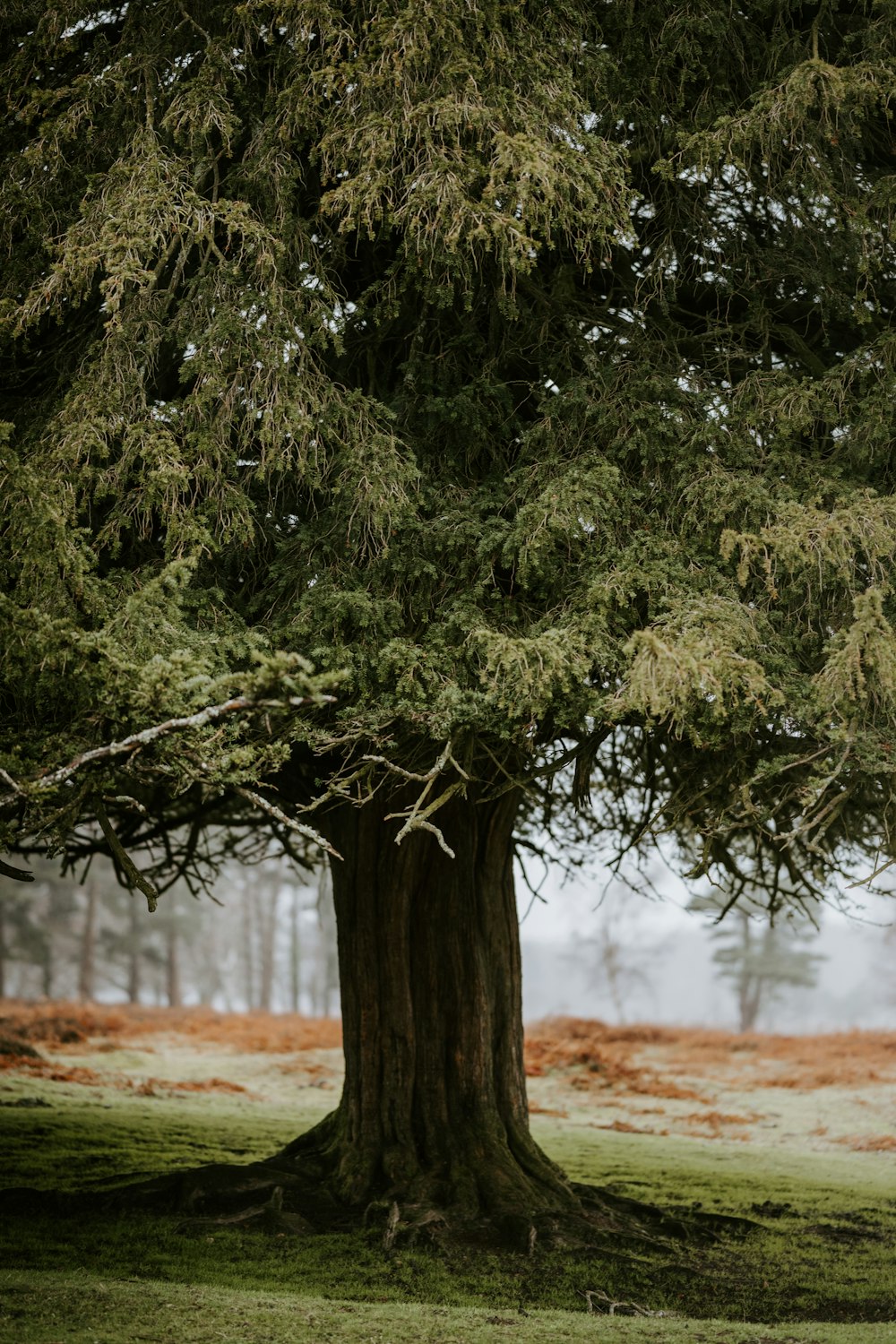 green tree