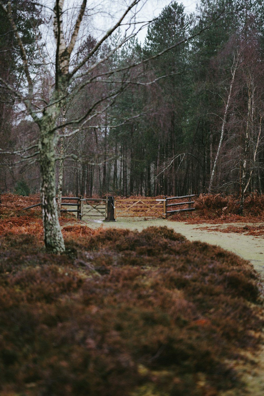 walkway with gate between trees