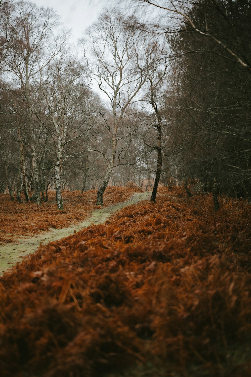 bare trees and brown grasses