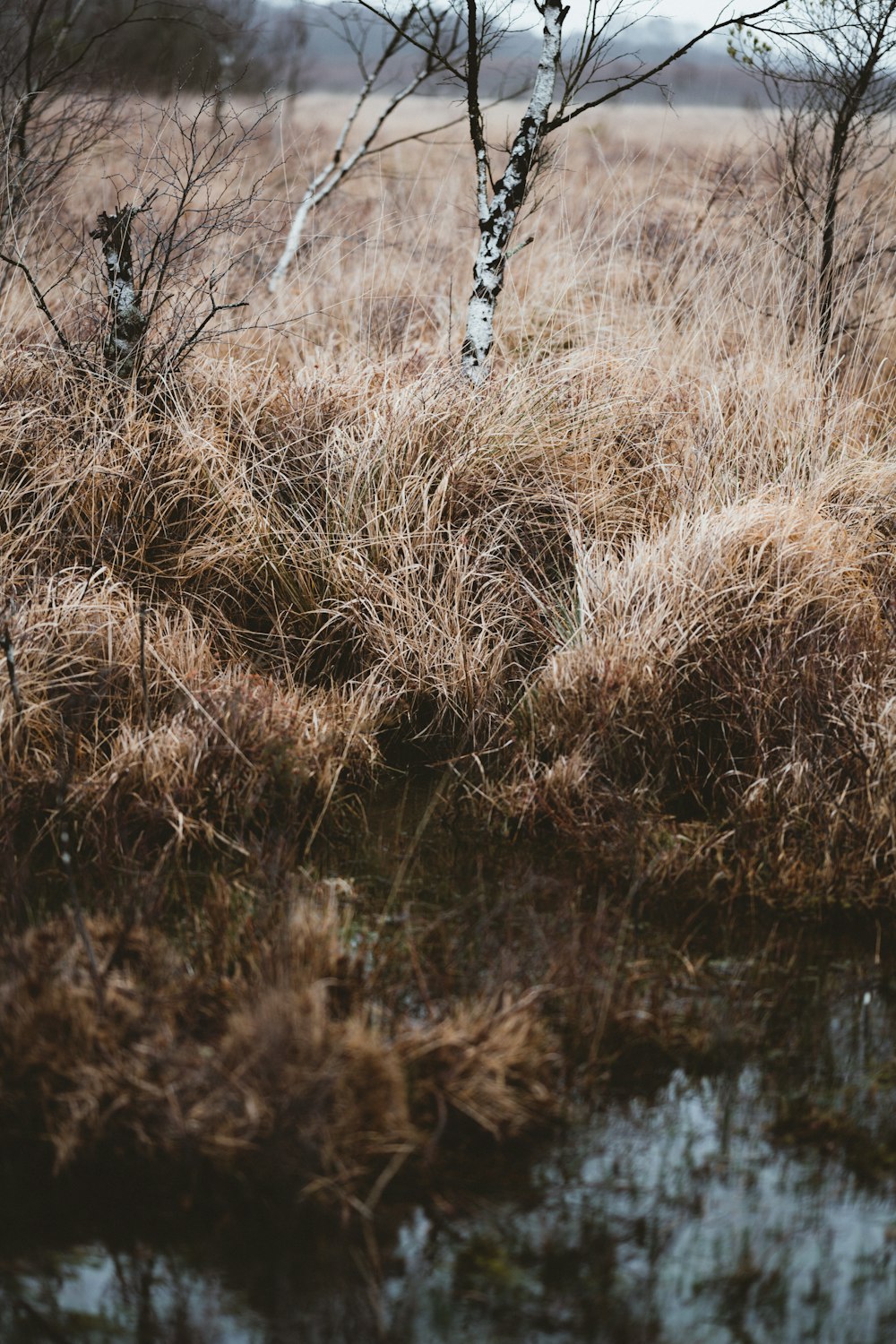 trees and grass field during day