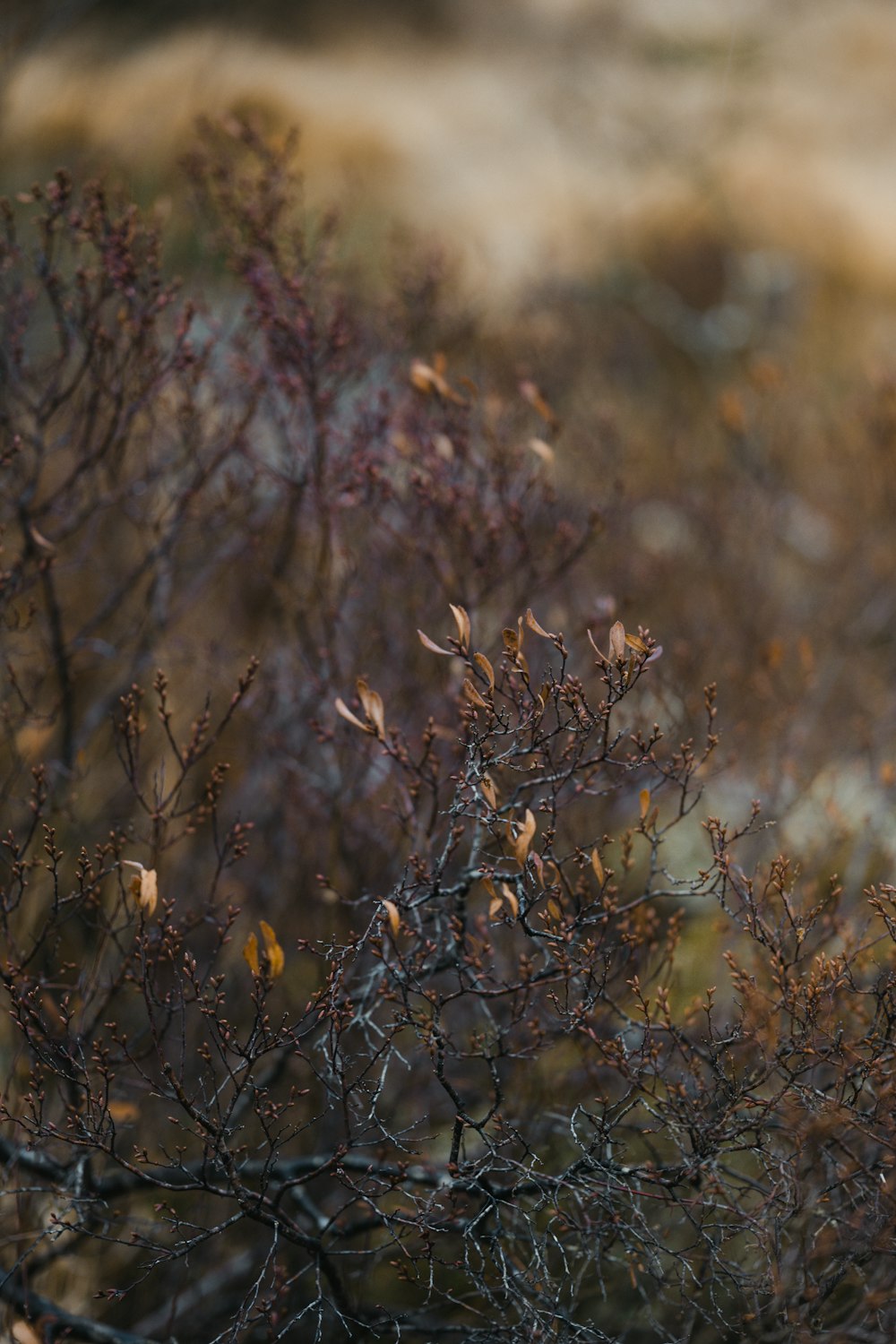 brown plants