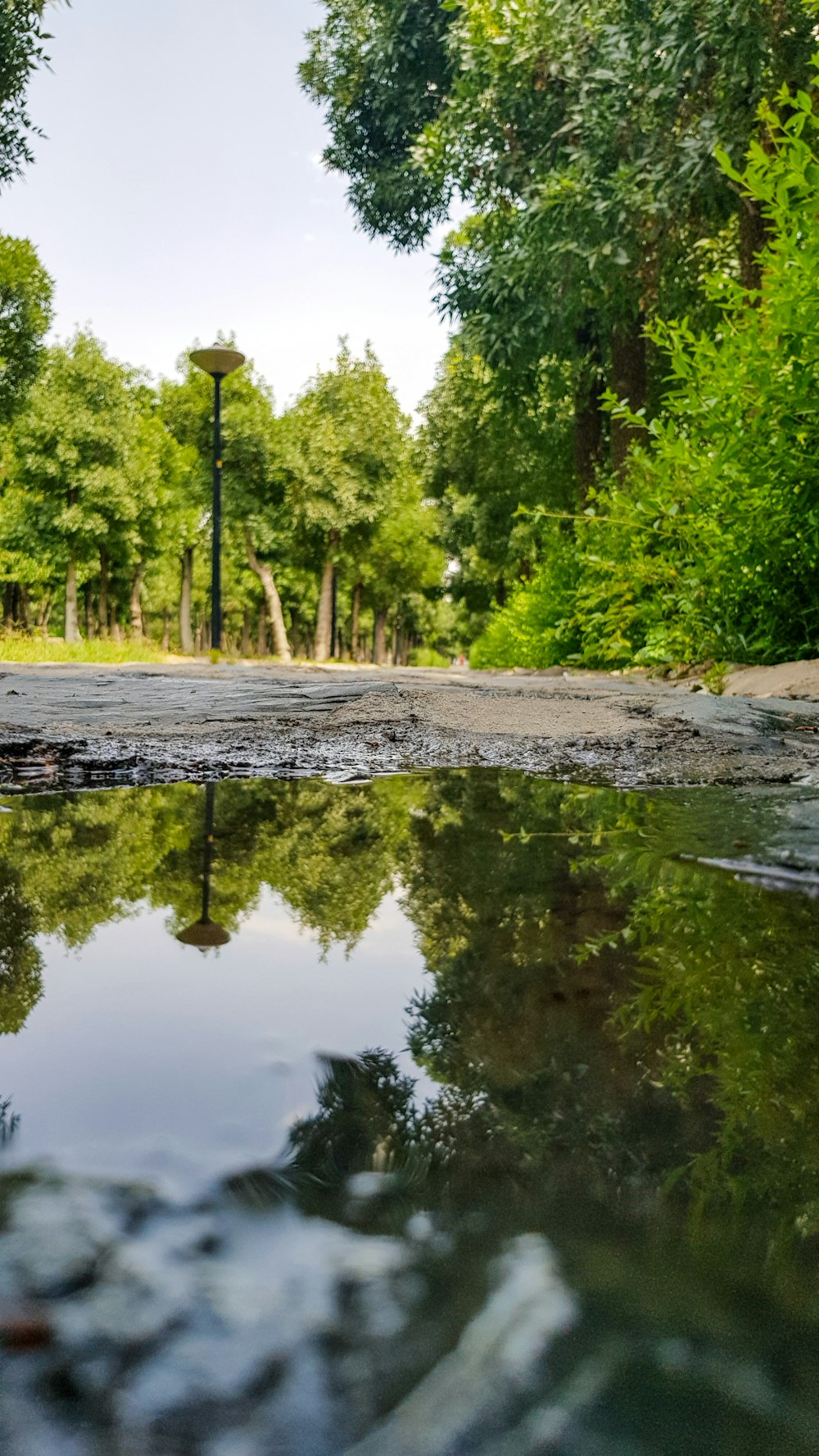 Fotografía de paisaje de campo rodeado de árboles verdes cerca del cuerpo de agua durante el día