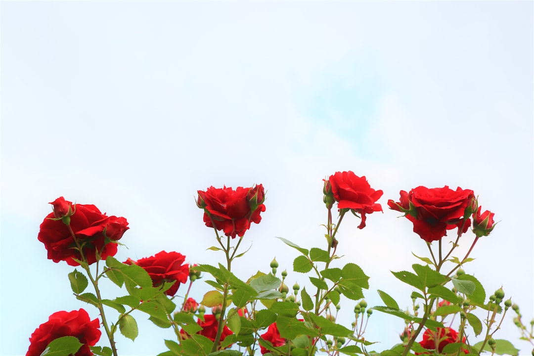 minimalist photography of red roses