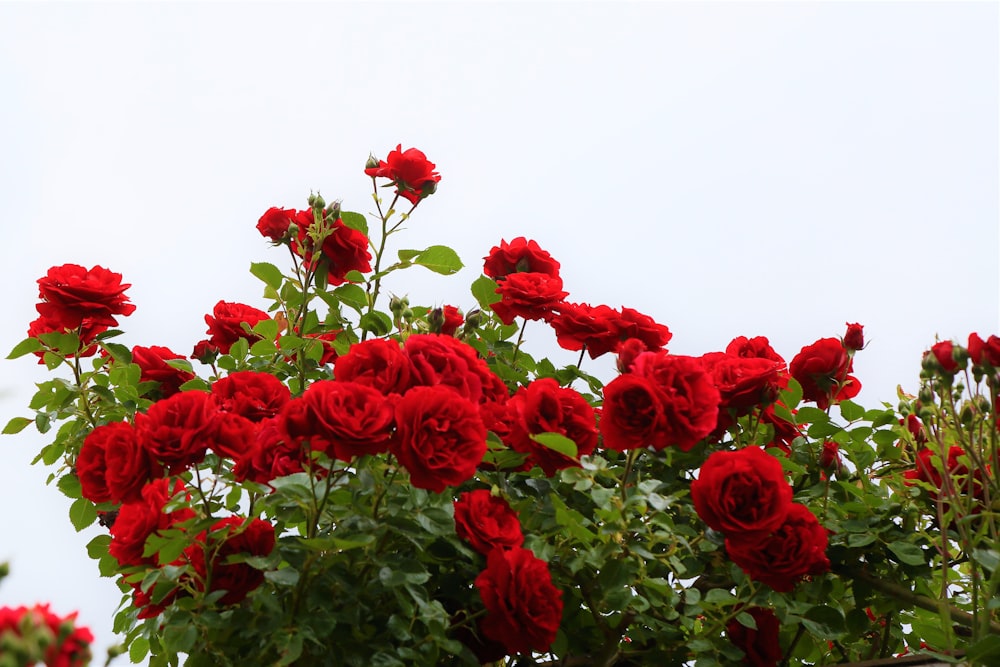 Blüte der roten Rose