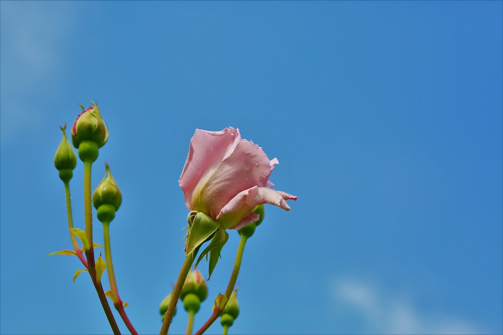 selective focus photography of pink rose