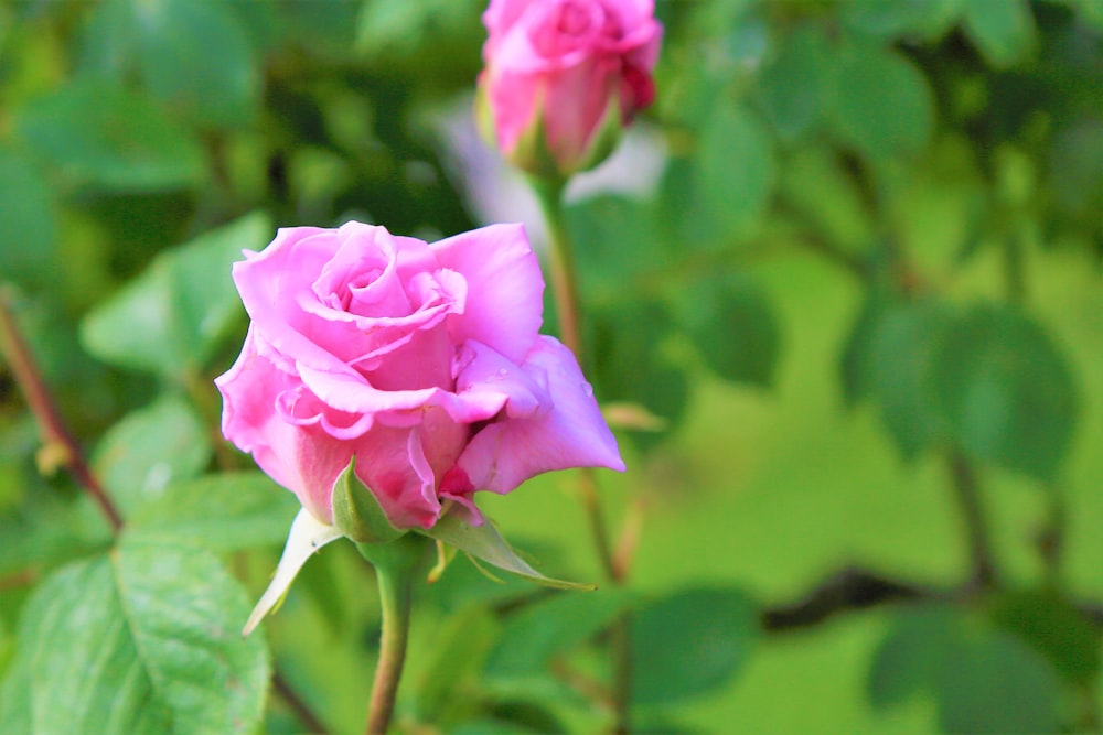 selective focus photography of 2 pink roses