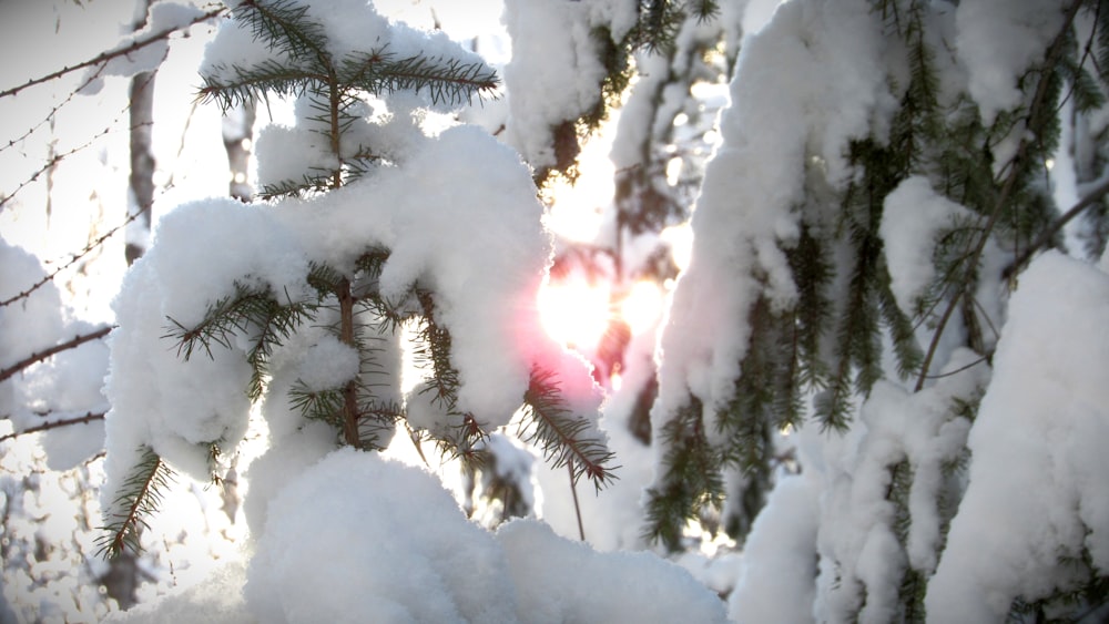 arbre à feuilles vertes recouvert de neige blanche