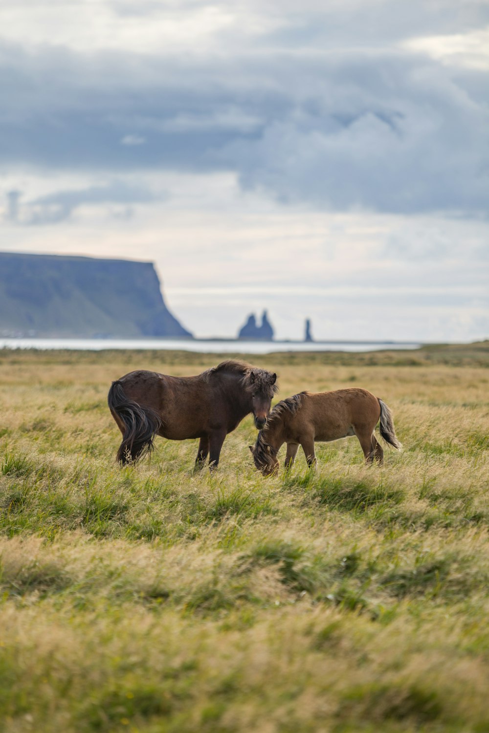 two brown horses in grass field