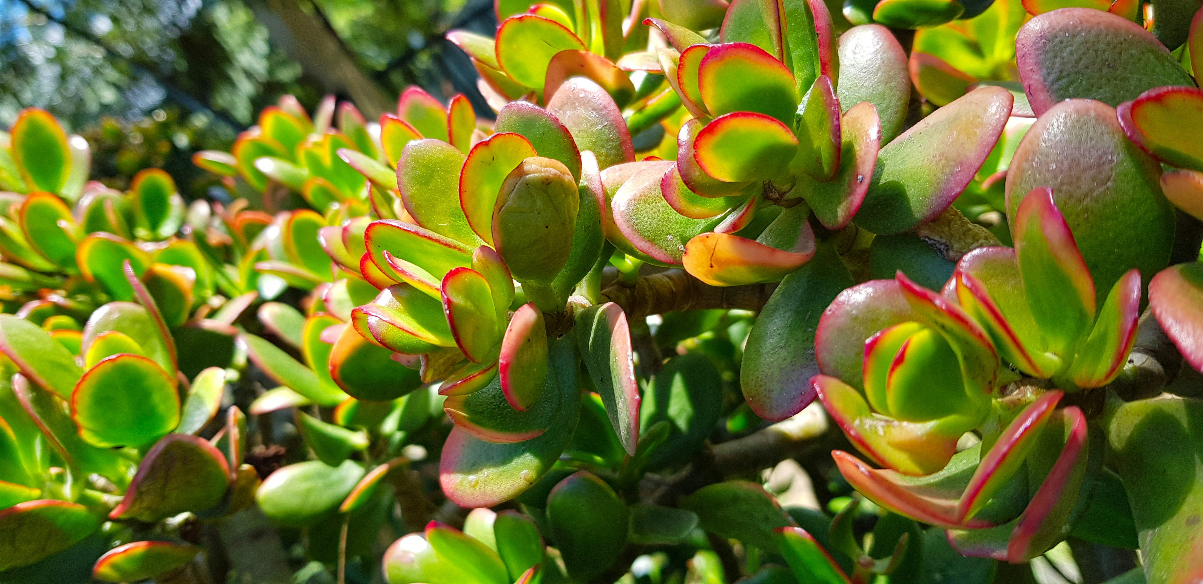 Compact cylindrical succulent plant with vibrant green leaves