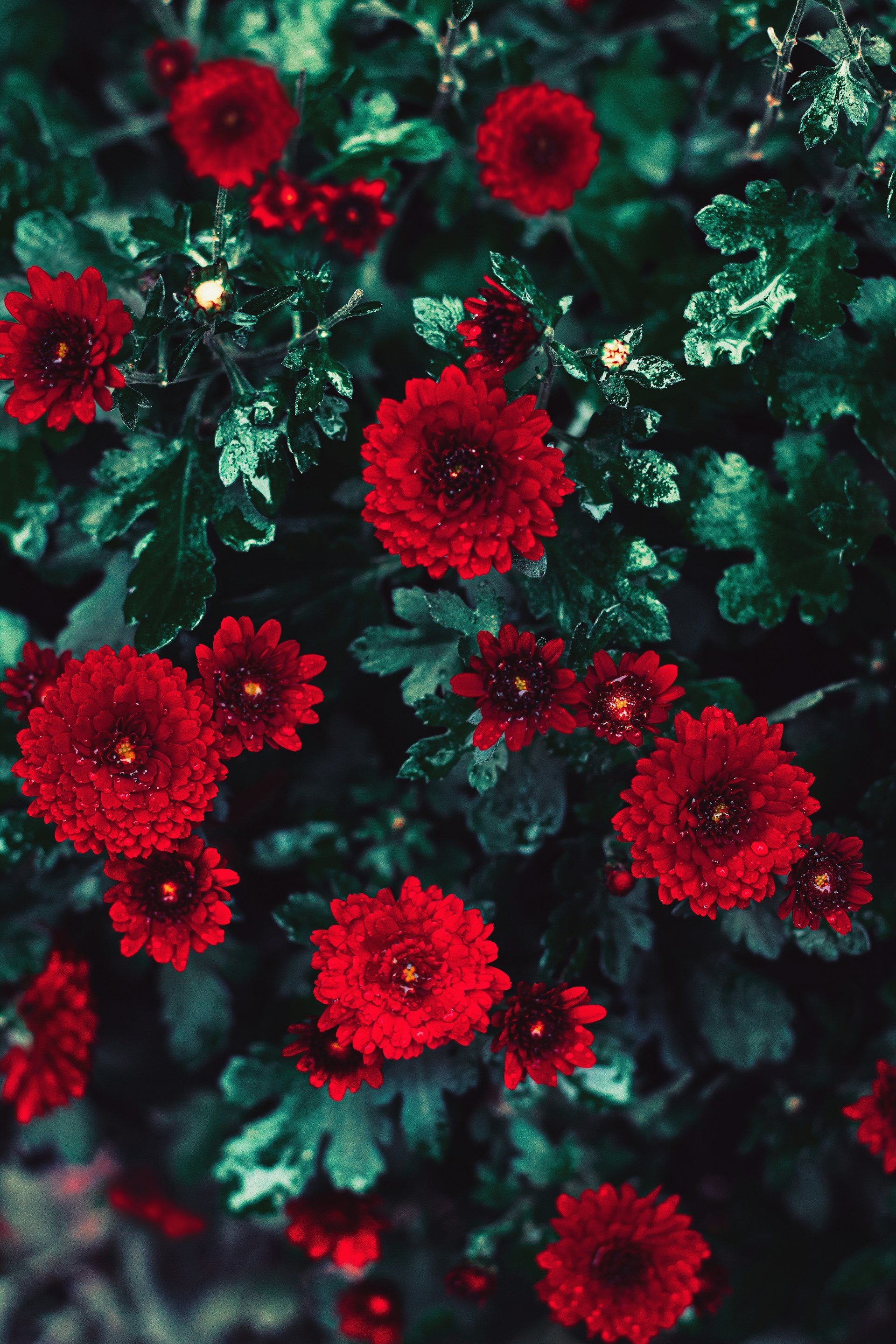 macro photography of blooming red chrysanthemum flowers