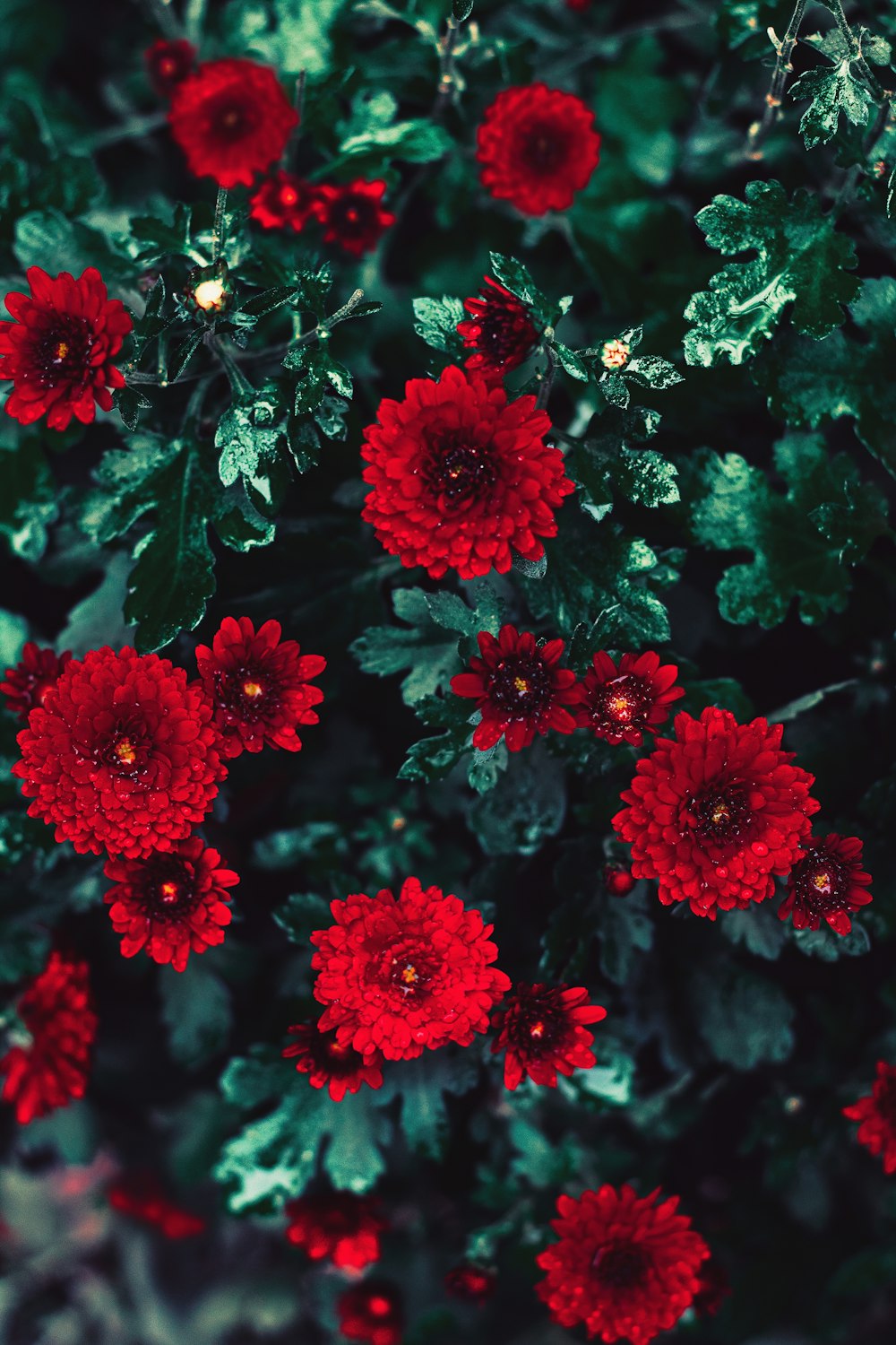 Makrofotografie von blühenden roten Chrysanthemenblüten