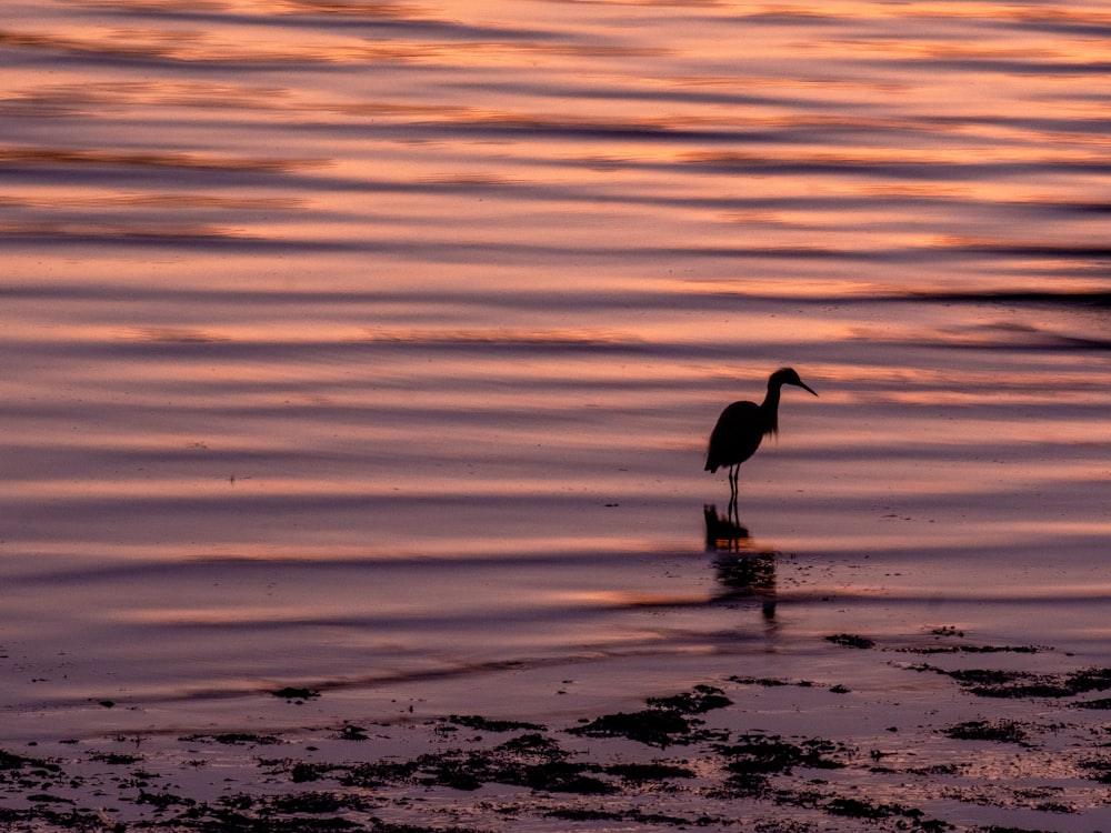 silhouette of bird on body of water