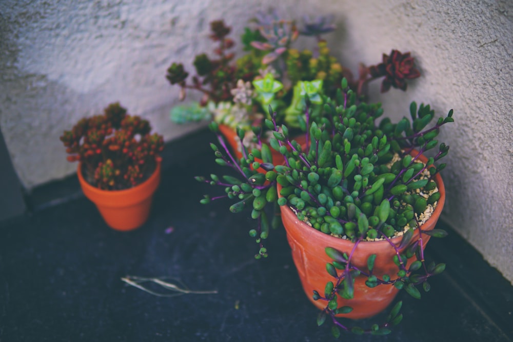 green succulent plant in orange pots