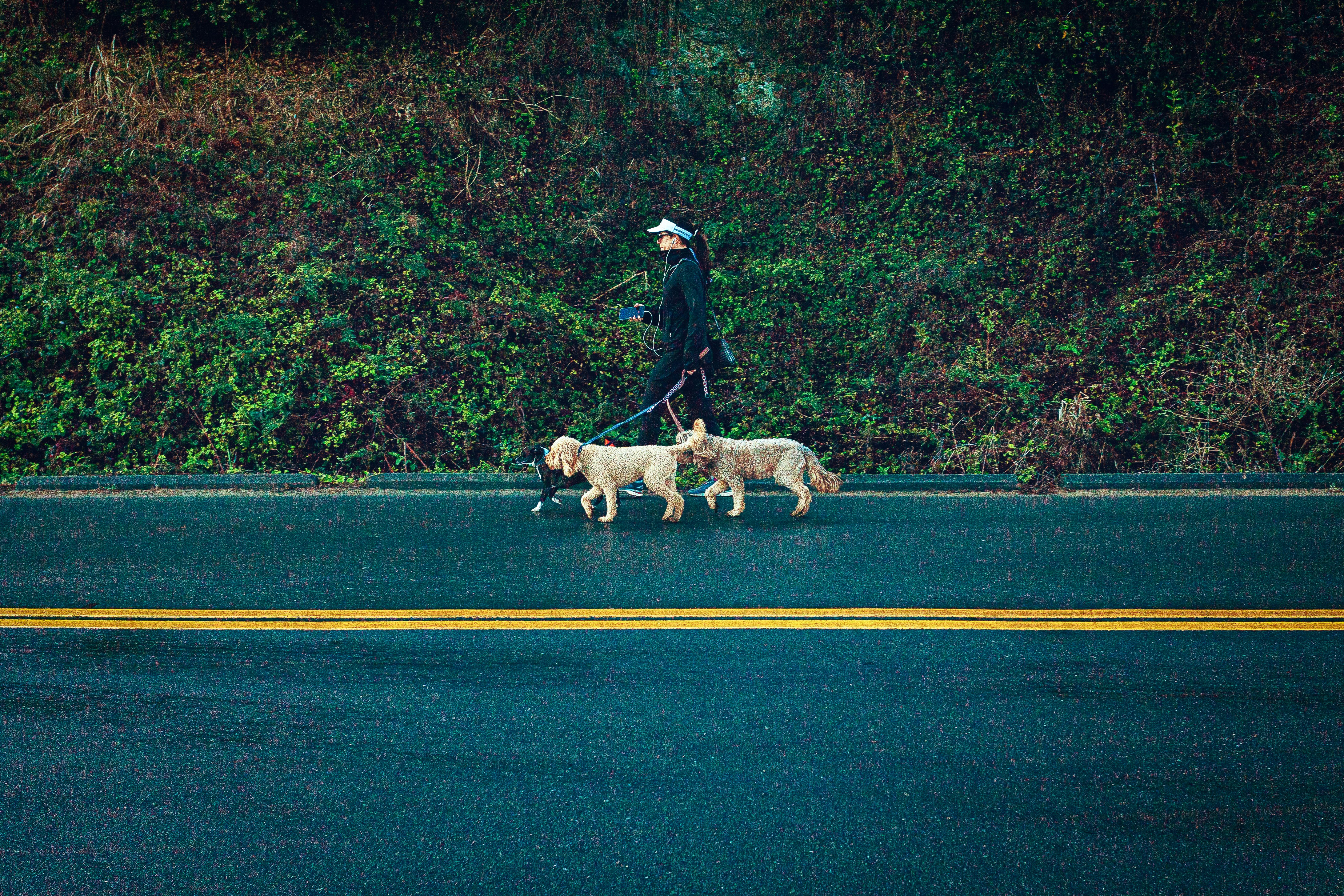 ¿Por qué caminar con tu perro ayuda a reducir el estrés?