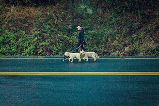 A person walking three dogs along a road lined with thick greenery. The road features yellow lines, and the scene appears calm with a focus on the daily activity of walking dogs.