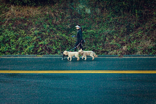 A person walking three dogs along a road lined with thick greenery. The road features yellow lines, and the scene appears calm with a focus on the daily activity of walking dogs.